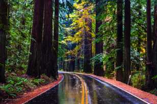 Autumn in the Avenue of the Giants-1748.jpg Autumn in the Avenue of the Giants-1748.jpg